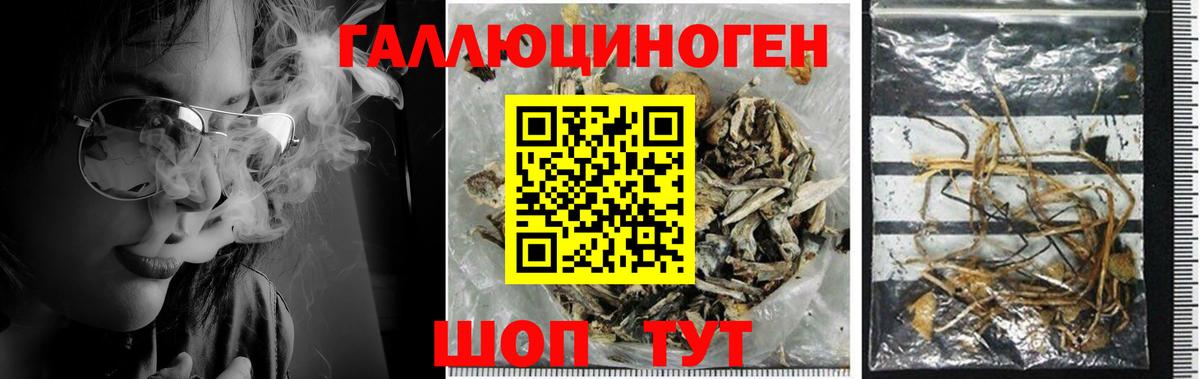 Псилоцибиновые грибы Psilocybe  Вход с VPN  Каменск-Уральский 
